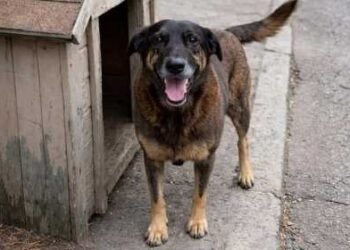 Justiça manda redes sociais removerem conteúdos ligados a adolescentes investigados em SC