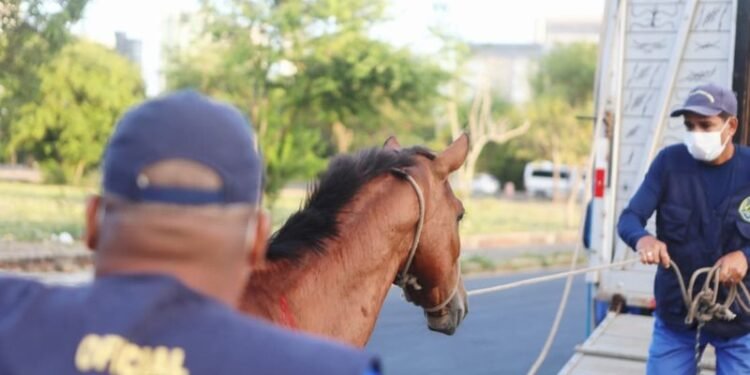 Olinda endurece regras para retirada de animais apreendidos em espaços públicos