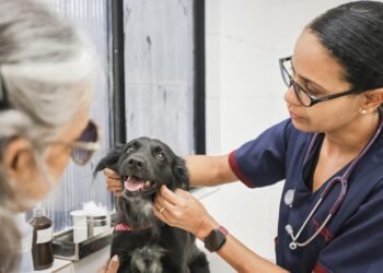 Prefeitura do Recife oferece serviço móvel de castração gratuita de cães e gatos em 50 bairros