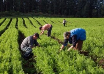 Pernambuco abre edital de R$ 1,7 milhão para prevenção de conflitos agrários