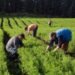 Pernambuco abre edital de R$ 1,7 milhão para prevenção de conflitos agrários